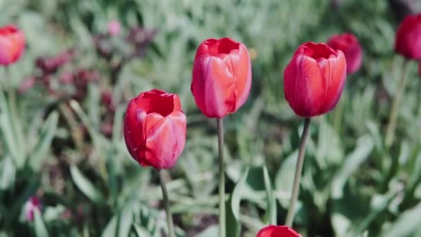 阳光明媚的日子 美丽的红色郁金香 盛开的红郁金香 一群群红色的郁金香在公园里绽放 春天的风景 红色郁金香的背景 — 图库视频影像