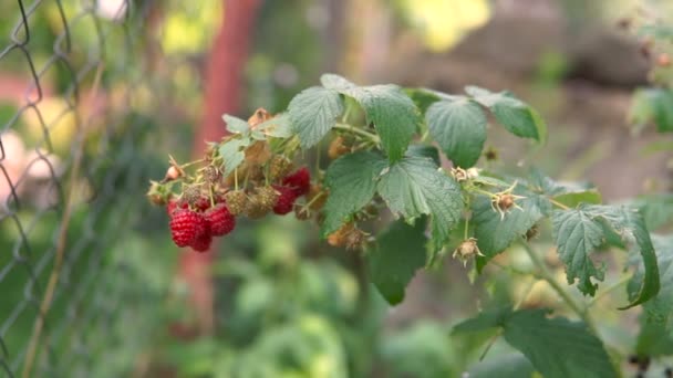 Rote Reife Saftige Himbeere Garten Eine Große Süße Himbeere Himbeere — Stockvideo