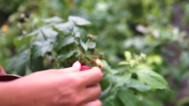 庭で熟したラズベリーを摘む女性のクローズアップ — ストック動画