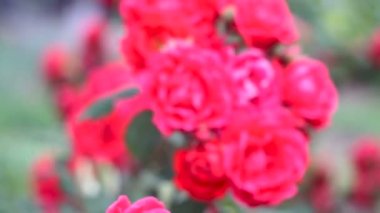 Bu gül çiçek Bahçe içinde güzel bir doğal video olduğunu.