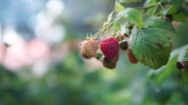 Bahçede büyük bir tatlı ahududu meyve kırmızı olgun sulu ahududu. İnsanlar için iyi bir dut ahududu verimidir.