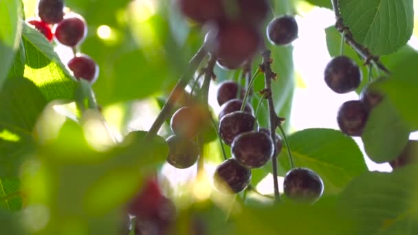 Roter Sauerkirschenzweig Mit Einem Paar Schmackhafter Früchte Wind Zweige Und — Stockvideo