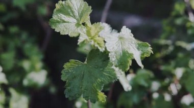 Frenk üzümü çalısına yakın çekim. Geniş yeşil yapraklarıyla.