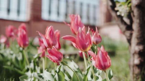 Lindas Tulipas Vermelhas Dia Ensolarado Flores Tulipas Vermelhas Florescendo Jardim — Vídeo de Stock