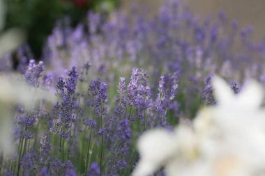 Bir alanda çiçek açan lavanta