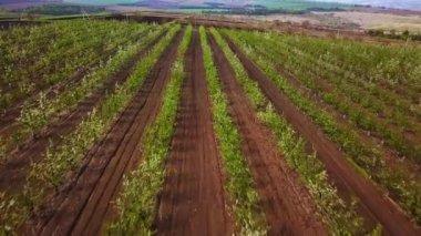 Havadan doğa videosu. Bahar elma bahçesi üzerinde Uçuş.