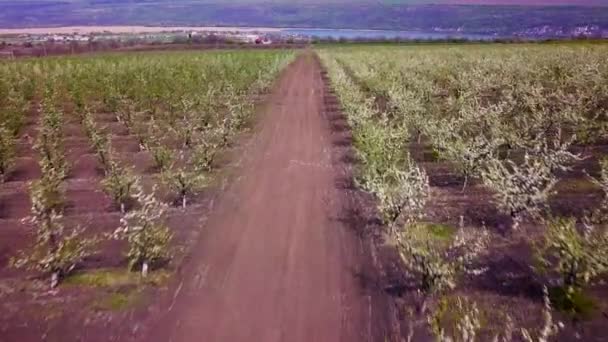 Vídeo Naturaleza Aérea Vuelo Sobre Jardín Manzana Primavera — Vídeo de stock