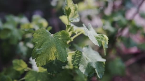 Fechar Arbusto Passa Corinto Com Suas Largas Folhas Verdes — Vídeo de Stock
