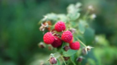 Ahududu bahçe içinde dal üzerinde.