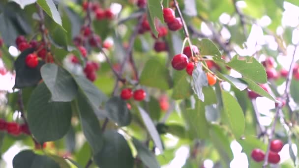 红酸的樱桃树枝条 有一对美味的水果在风中飘扬 特写樱桃树枝条和水果 — 图库视频影像