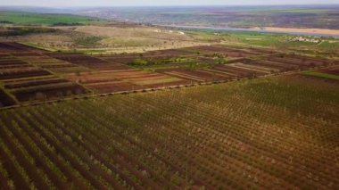 Havadan doğa videosu. Bahar elma bahçesi üzerinde Uçuş.