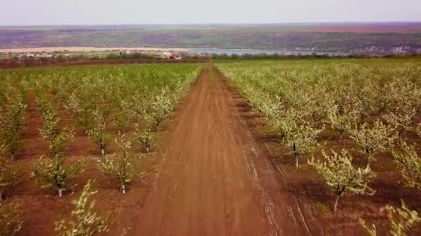 stock video Aerial nature video. Flight over spring apple garden.