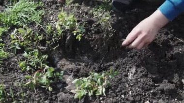 Onun bahçesinde güzel bir kadın, bahçenize renk vermek için renkli çiçekler bitki. Kavramı: bahçe, bahar, bio.