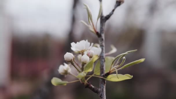 Güzel Bahar Elması Çiçekleri Bahçede Çiçek Açar — Stok video