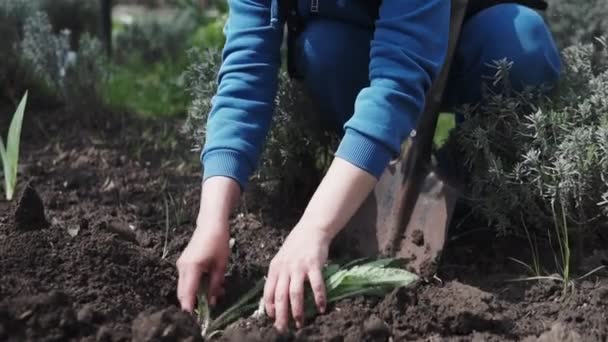 Una Hermosa Mujer Jardín Plantar Flores Colores Para Dar Color — Vídeo de stock