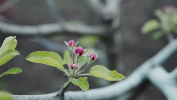 Bela Primavera Flores Árvore Maçã Florescer Jardim — Vídeo de Stock