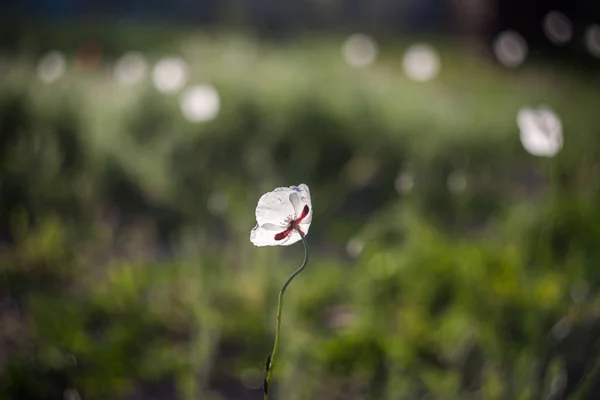 Bílý mák v poli. Přírodní volně rostoucí květiny. — Stock fotografie