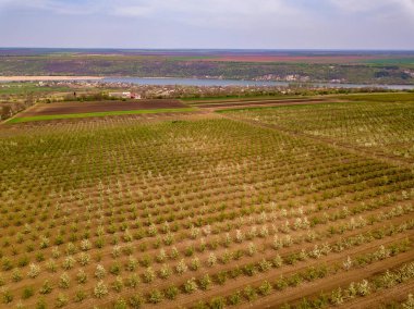 Havadan doğa görünümü. Bahar elma bahçesi drone görünümü.
