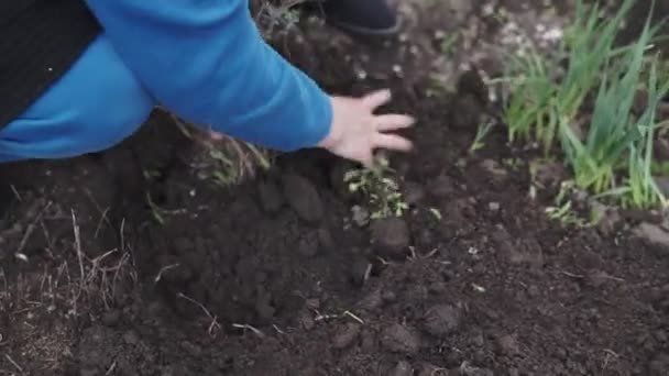 Een Mooie Vrouw Haar Tuin Plant Kleurrijke Bloemen Kleur Geven — Stockvideo