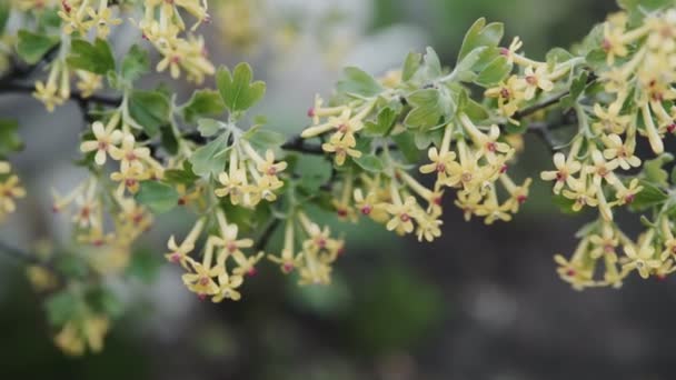 Ribes Nero Fiore Fiori Chiudono Video Stock Full — Video Stock