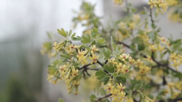 Blommande Svarta Vinbär Blommor Nära Håll Full Stock Film — Stockvideo