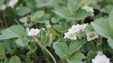 İlk küçük beyaz çilek bahçede çiçek. Bush çiçek açan çilek yakın bakış