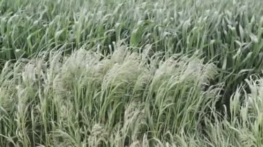 Doğal Yeşil Yeşillik Çimenleri Yaz Gününde Rüzgardan Sallanıyor.