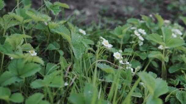 Första Små Vita Jordgubbstårta Blommorna Trädgården Bush Blommande Jordgubb Nära — Stockvideo