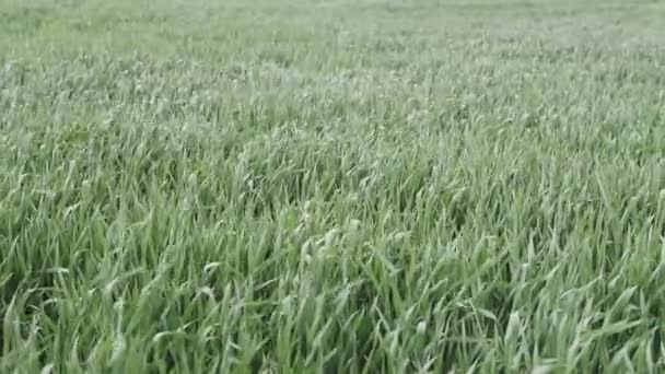 Les jeunes pousses de blé avec la rosée sur eux balancent dans le vent 