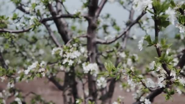 庭に美しい春のリンゴの木の花が咲く — ストック動画