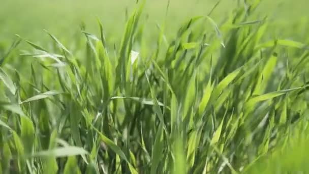 Junge Weizensprossen Mit Tau Darauf Wiegen Sich Wind — Stockvideo