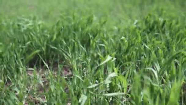 露を伴った若い小麦のもやしが風に揺れる — ストック動画