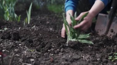 Onun bahçesinde güzel bir kadın, bahçenize renk vermek için renkli çiçekler bitki. Kavramı: bahçe, bahar, bio.