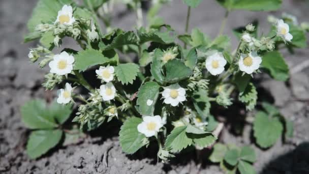 The first small white strawberry flowers in the garden. Bush blooming strawberry close up view — Stock Video