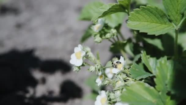The first small white strawberry flowers in the garden. Bush blooming strawberry close up view — Stock Video