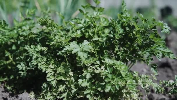 Perejil verde en el jardín balanceándose en el viento — Vídeo de stock