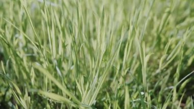 Doğal Yeşil Yeşillik Çimenleri Yaz Gününde Rüzgardan Sallanıyor.