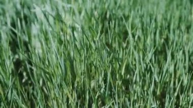 Doğal Yeşil Yeşillik Çimenleri Yaz Gününde Rüzgardan Sallanıyor.