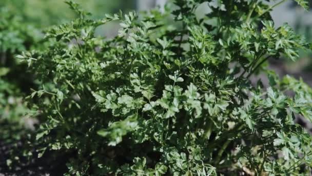 Зелена петрушка в саду погойдується на вітрі — стокове відео