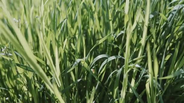 Verde naturale verde erba steli influenzati dal vento nella giornata estiva . — Video Stock