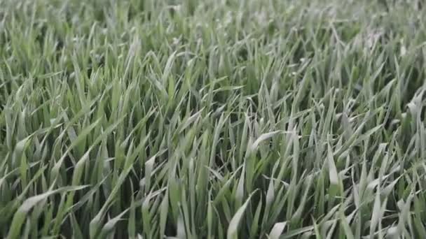 Brotos de trigo jovens com orvalho sobre eles balançam no vento — Vídeo de Stock