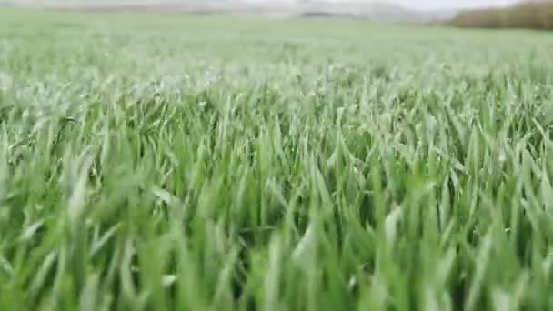 Молодые пшеничные побеги с росой на них раскачиваются на ветру — стоковое видео