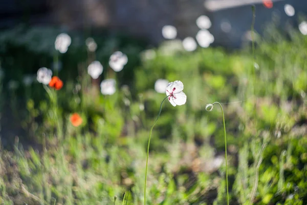 White poppies in field. Natural wildflowers. Spring flowered. — Stock Photo, Image