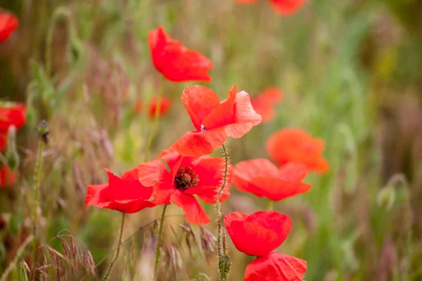 Červené poppiees v žluté pšeničné pole. — Stock fotografie