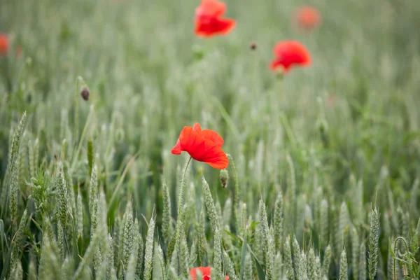 Červené poppiees v žluté pšeničné pole. — Stock fotografie