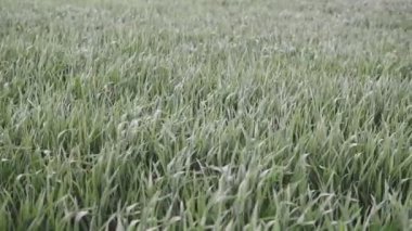 Onlara çiy ile genç buğday lahanası rüzgar Sway