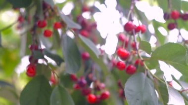 Rüzgarda bir çift lezzetli meyveli kırmızı ekşi kiraz ağacı dalı. Yakın plan kiraz ağacı dalları ve meyveler