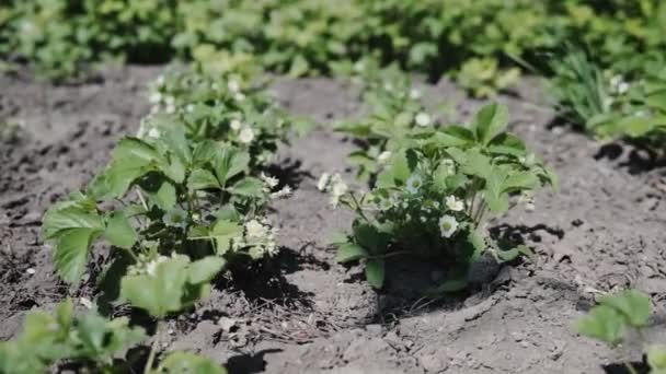 Πρώτα Μικρά Λευκά Που Φράουλα Λουλούδια Στον Κήπο Μπους Ανθισμένα — Αρχείο Βίντεο