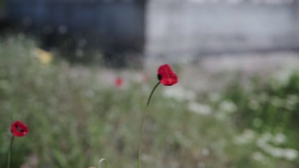 ピンクのケシの花は 曇りの天候で他の植物の背景に夕方の光の中で風に揺れます — ストック動画