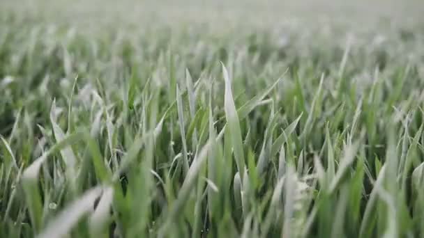 Junge Weizensprossen Mit Tau Darauf Wiegen Sich Wind — Stockvideo